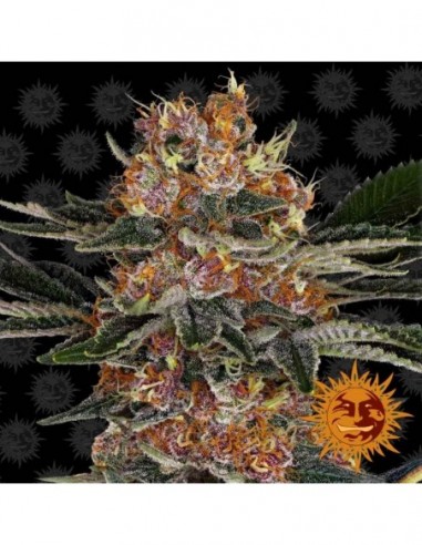 5 UND FEM - PURPLE PUNCH 