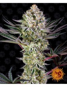 10 UND FEM - DOS SI DOS 33 