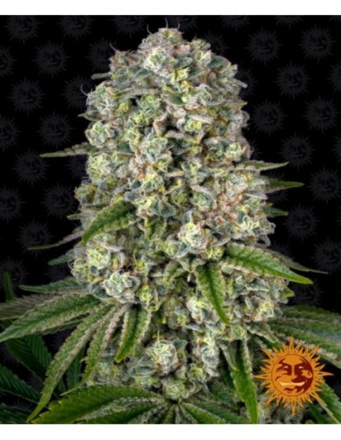 3 UND FEM - TROPICANNA BANANA 