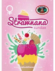 10 UND FEM - STRAWNANA SUNDAE   BIG BUDDHA SEEDS 10 UND FEMINIZADAS