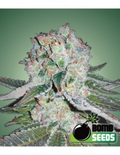 10 UND FEM - BANANA BOMB   BOMB SEEDS 10 UND FEMINIZADAS