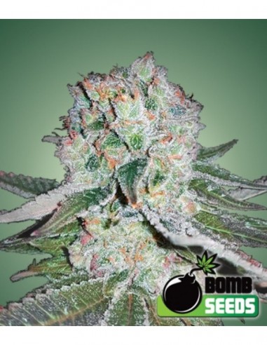 10 UND FEM - BANANA BOMB   BOMB SEEDS 10 UND FEMINIZADAS