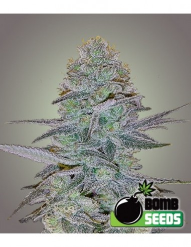 5 UND FEM - COSMIC BOMB AUTO 