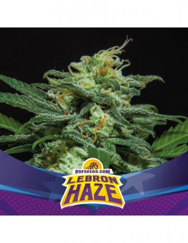 2 UND FEM - LEBRON HAZE XXL AUTO 