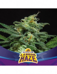 12 UND FEM - LEBRON HAZE XXL AUTO 