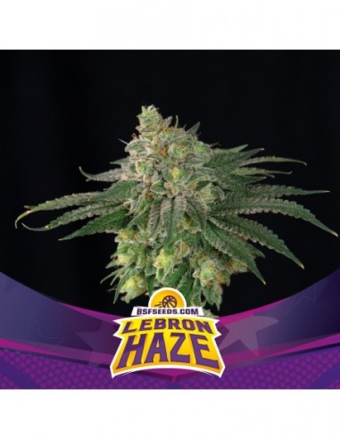 2 UND FEM - LEBRON HAZE 