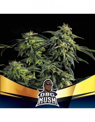 4 UND FEM - OBG KUSH FAST VERSION 