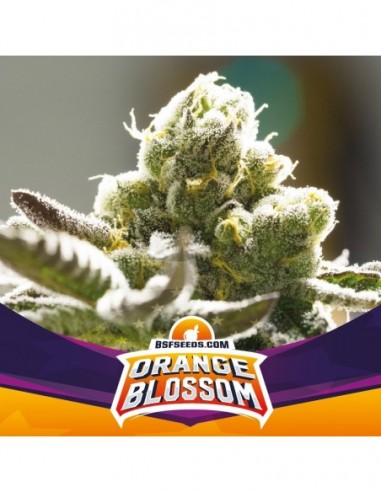 4 UND FEM - ORANGE BLOSSOM XXL AUTO 