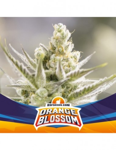 7 UND FEM - ORANGE BLOSSOM XXL AUTO 