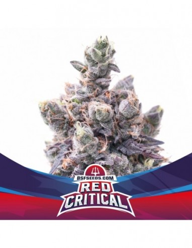 4 UND FEM - RED CRITICAL AUTO 