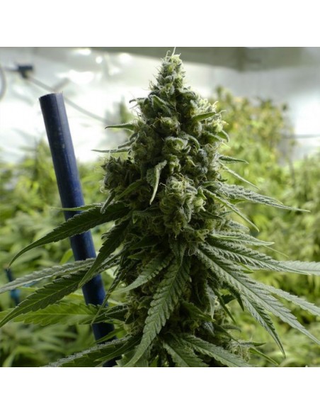 4 UND FEM - SLH - SUPER LEMON HAZE 