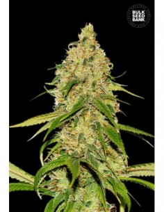 5 UND FEM - AUTO CBD WHITE WIDOW