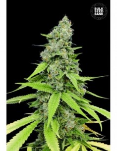 10 UND FEM - AUTO GRANDE CRACK 