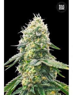 10 UND FEM - GELATO SAMBA 