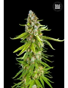 10 UND FEM - GRANDE CRACK 