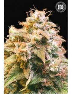 100 UND FEM - GUERILLA GLUE 