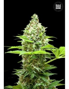 10 UND FEM - SHERBET POWER 