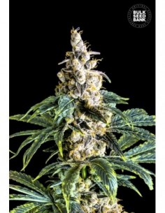 10 UND FEM - ZKITTLY ZI ZI 