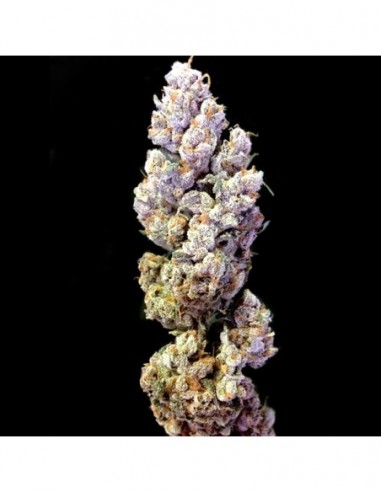 12 UND REG - CROCKETTS SOUR TANGIE 