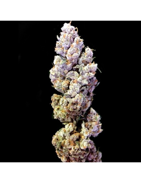 12 UND REG - CROCKETTS SOUR TANGIE 