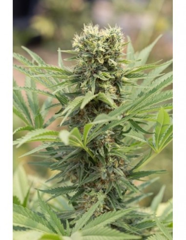 3 UND FEM - DEDOVERDE HAZE 