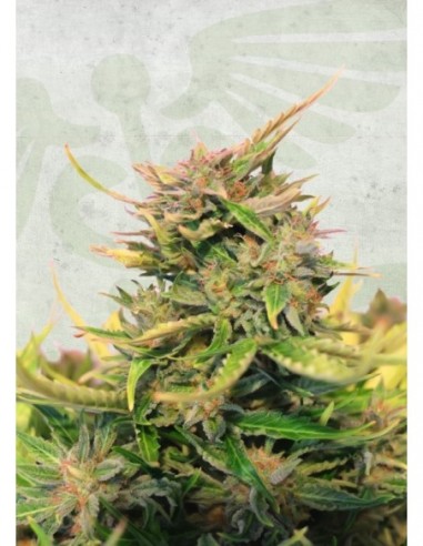 1 UND FEM - BABY BOOM AUTO CBD 
