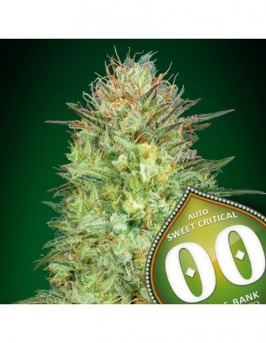 5 UND FEM - AUTO SWEET CRITICAL  00SEEDS 5 UND FEMINIZADAS