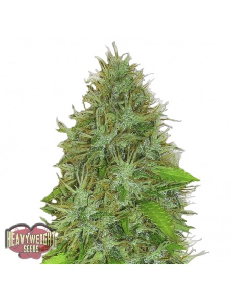 3 UND FEM - 2 FAST 2 VAST AUTO 