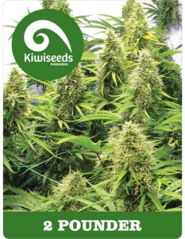 5 UND REG - 2 POUNDER 