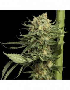 6 UND FEM - 24K GOLD  DNA GENETICS FEMINIZADA 6 UND