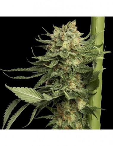 6 UND FEM - 24K GOLD  DNA GENETICS FEMINIZADA 6 UND