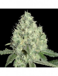 6 UND REG - 91 KRYPT * DNA GENETICS LIMITED 6 UND REGULARES