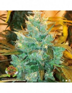 1 UND FEM - AFGAN RYDER AUTO  VENUS GENETIC 1 UND FEMINIZADAS