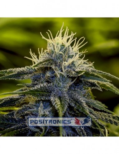 25 UND FEM - AFGHAN EXPRESS * POSITRONICS 25 UND FEMINIZADAS