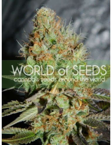 12 UND FEM - AFGHAN KUSH SPECIAL (LEGEND COLLECTION) 
