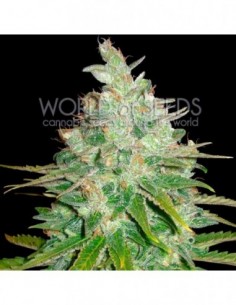 3 UND FEM - AFGHAN KUSH X BLACK DOMINA (MEDICAL C.) 