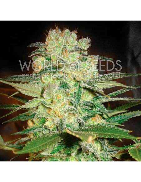 3 UND FEM - AFGHAN KUSH X WHITE WIDOW (MEDICAL C.) 