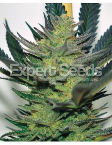3 UND FEM - AFGHAN SKUNK 