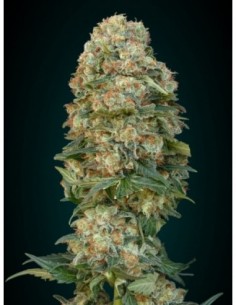 10 UND FEM - AFGHAN SKUNK * ADVANCED SEEDS 10 UND FEM