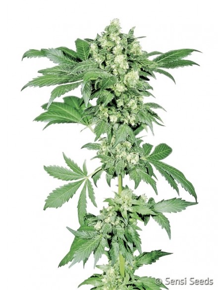 5 UND FEM - AFGHANI 1 ® 