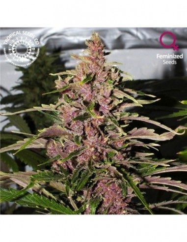 10 UND FEM - AFROKUSH  TROPICAL SEEDS 10 UND FEMINIZADAS