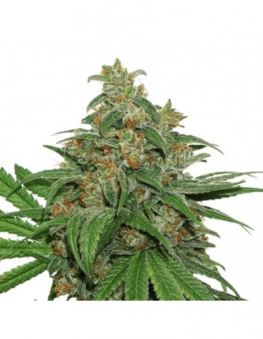 5 UND FEM - AK 420 AUTO 