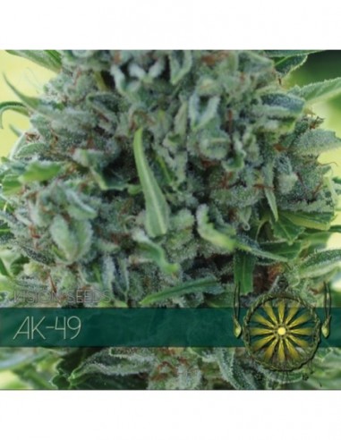 5 UND FEM - AK 49 (ETIQUETA FRANCESA) * VISION SEEDS 5 UND FEMINIZADAS