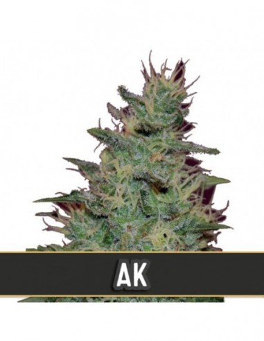 9 UND FEM - AK AUTO 