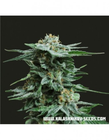 3 UND FEM - AK KUSH 