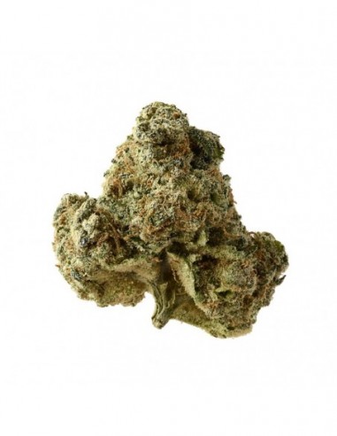 5 UND FEM - AK OG KUSH * AMSTERDAM GENETICS 5 UND FEMINIZADAS