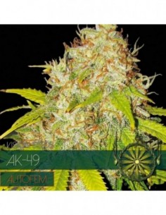 10 UND FEM - AK49 AUTOFLOWERING (ETIQUETA FRANCESA) * VISION SEEDS 10 UND FEMINIZADAS