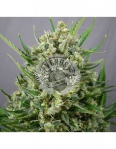 10 UND FEM - AKTOMBE 