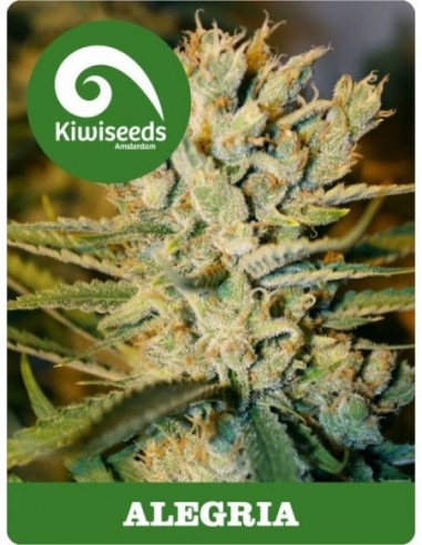 5 UND REG - ALEGRIA 