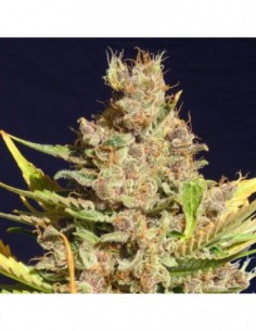 25 UND FEM - ALIEN GORILLA 